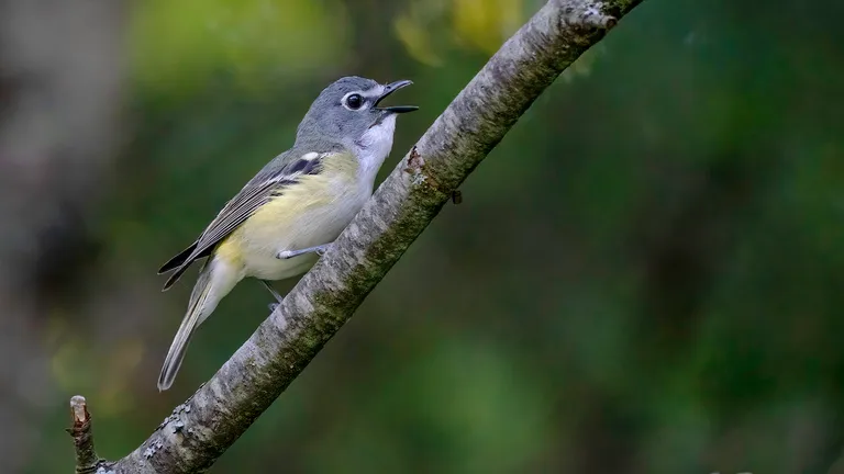 Blue-headed Vireo
