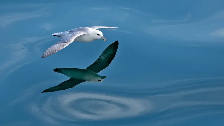 Northern Fulmar