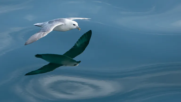 Northern Fulmar