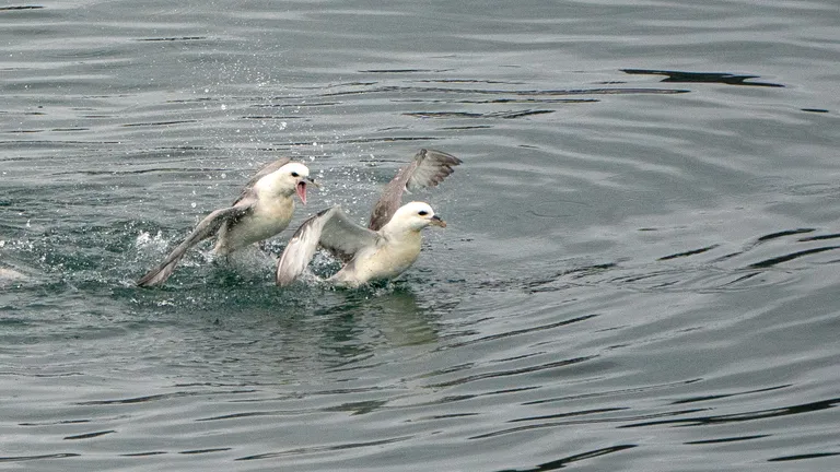 Northern Fulmar