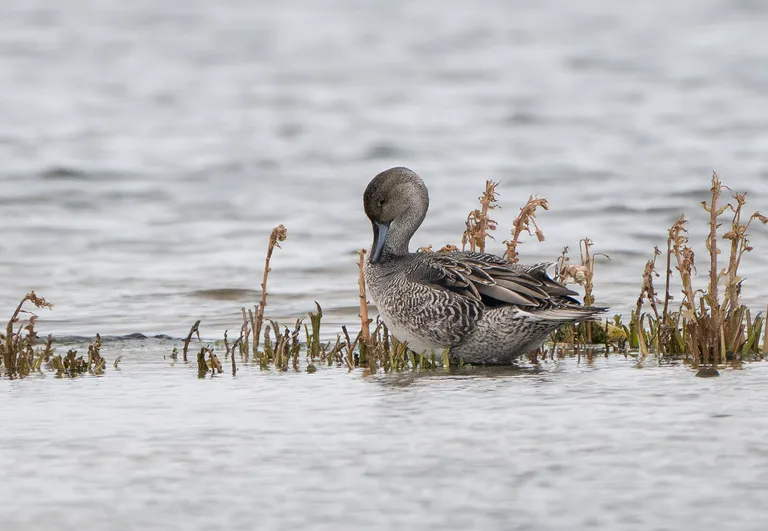 Northern Pintail, female