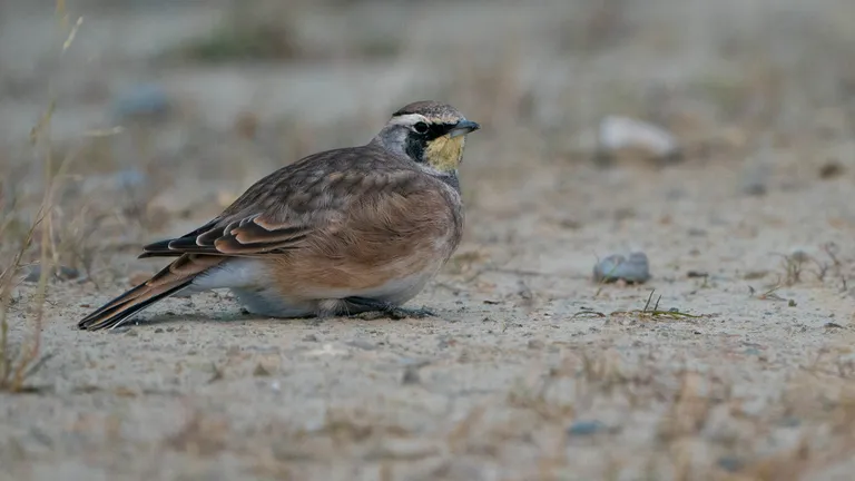 Horned Lark