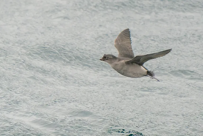 Crested Auklet