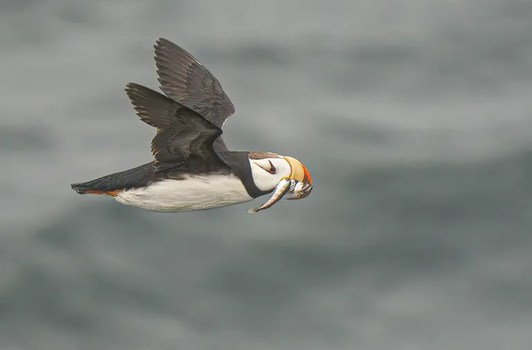 Horned Puffin