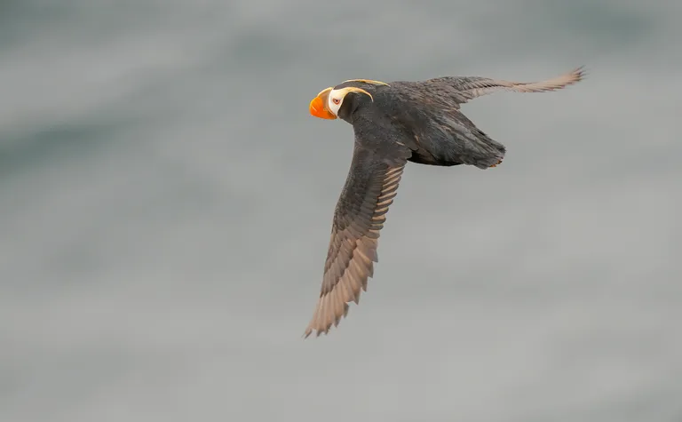 Tufted Puffin