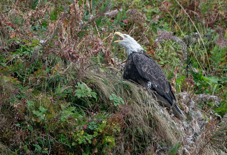 Bald Eagle
