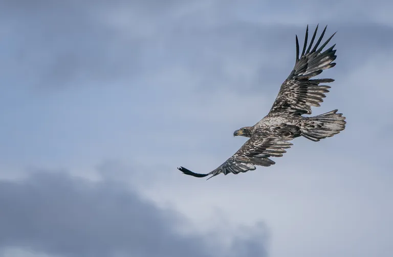 Bald Eagle, juvenile