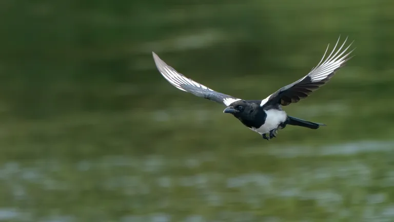 Black-billed Magpie