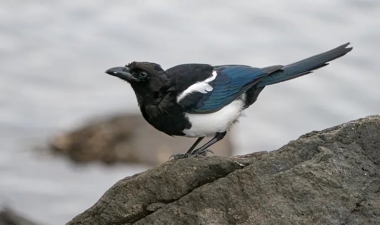 Black-billed Magpie