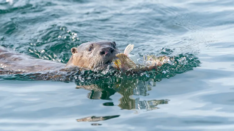 River Otter