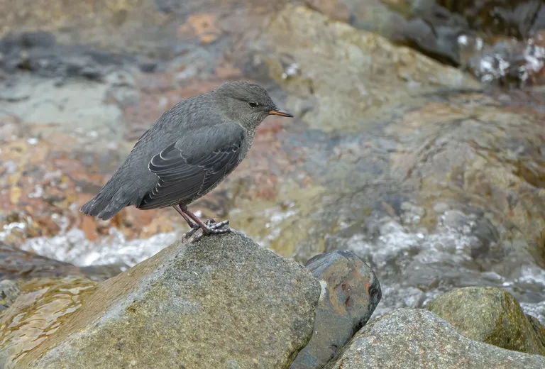 American Dipper