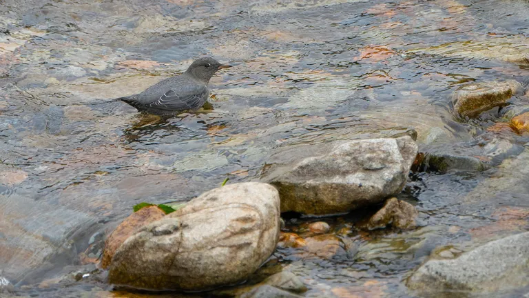 American Dipper