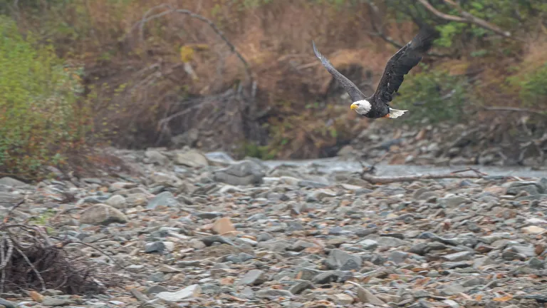 Bald Eagle