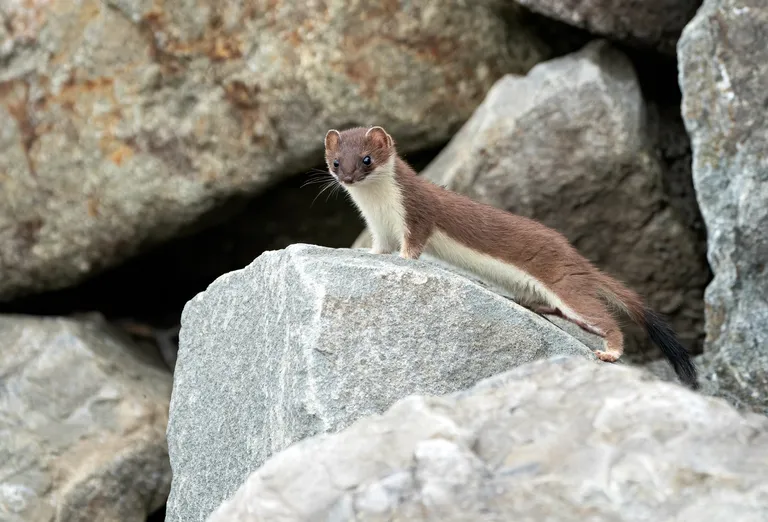 Short-tailed Weasel (Ermine/Stoat)