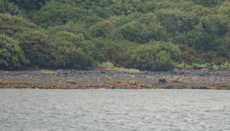 Kodiak bear