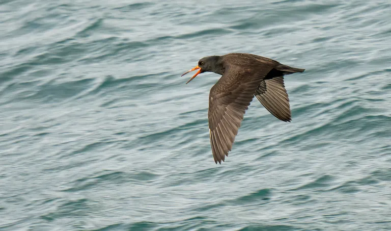 Black Oystercatcher