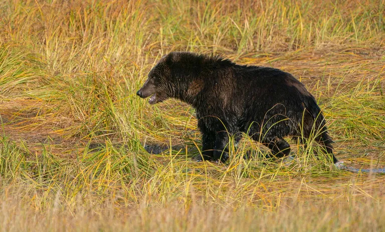 Kodiak Bear
