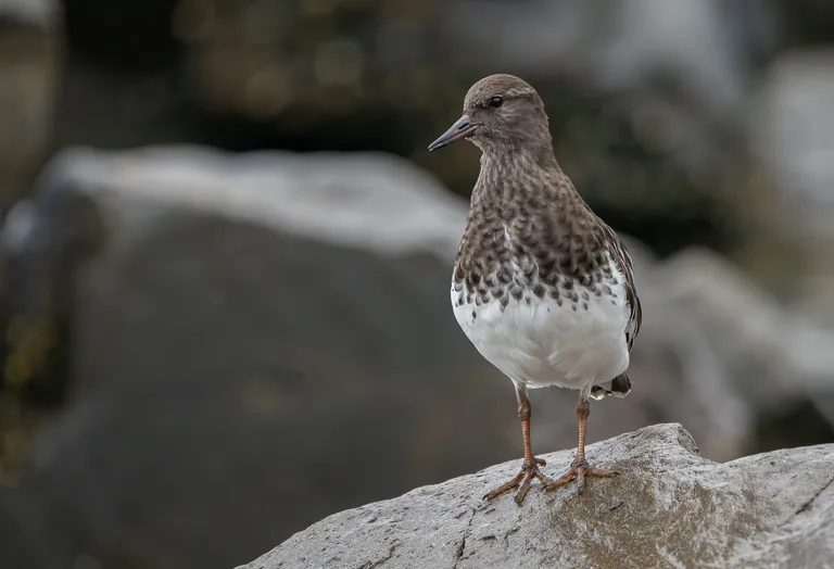 Black Turnstone