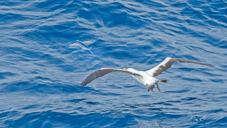 Nazca Booby, chasing flying fish