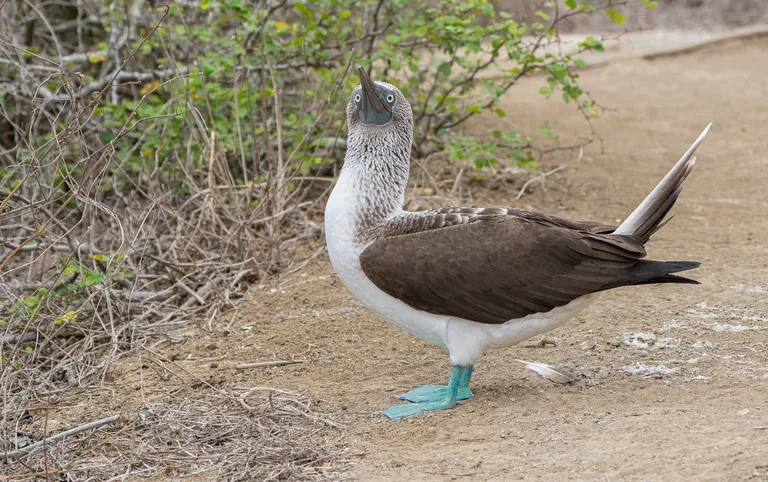 Blue-footed Booby