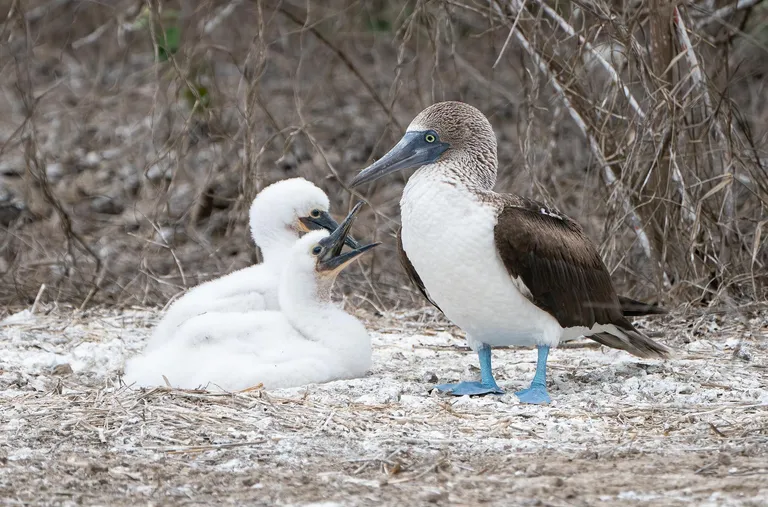 Blue-footed Booby