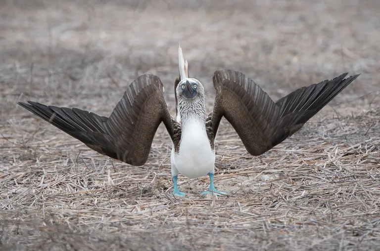 Blue-footed Booby