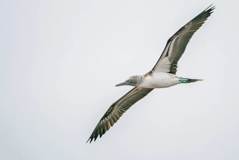 Blue-footed Booby