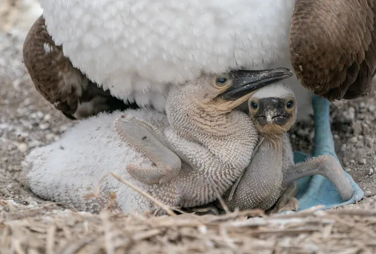 Blue-footed Booby