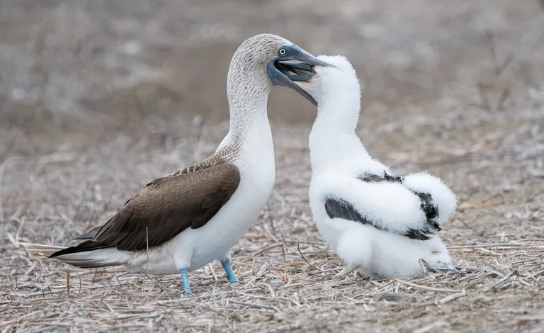 Blue-footed Booby