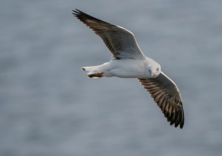 Grey-headed Gull