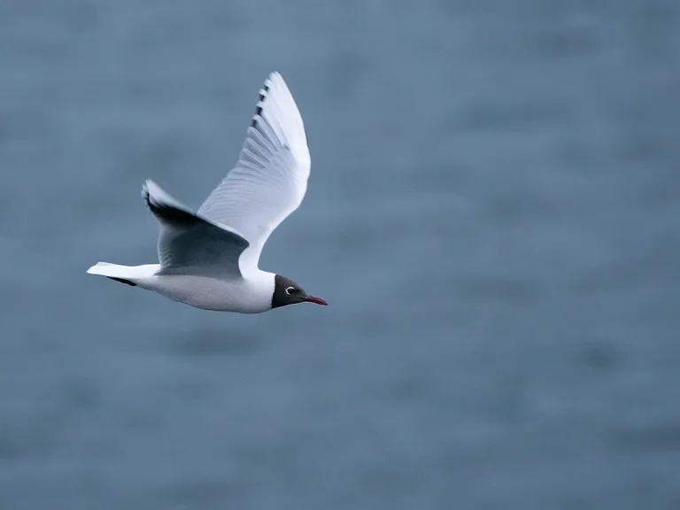 Brown-hooded Gull, Castro, Chiloe Island, Chile
