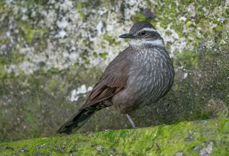 Dark-bellied Cinclodes