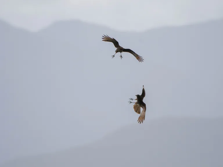 Chimango Caracara