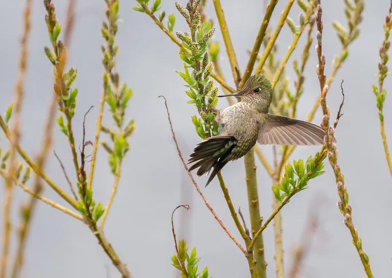 Green-backed Firecrown