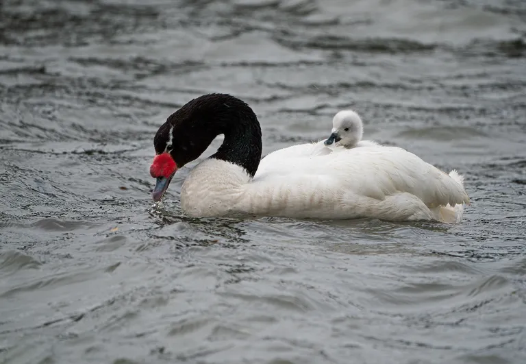 Black-necked Swan