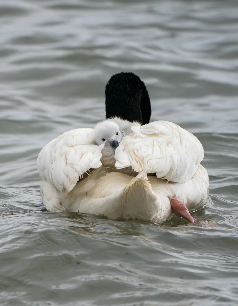 Black-necked Swan