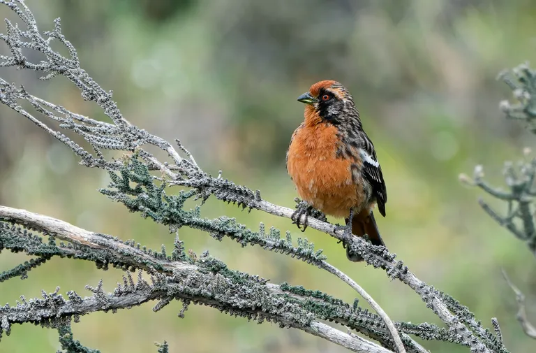 Rufous-tailed Plantcutter