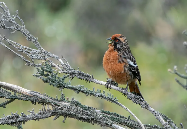 Rufous-tailed Plantcutter