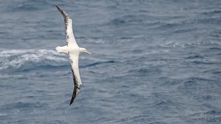 Wandering Albatross