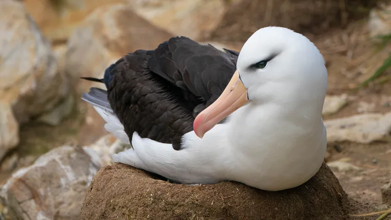 Black-browed Albatross