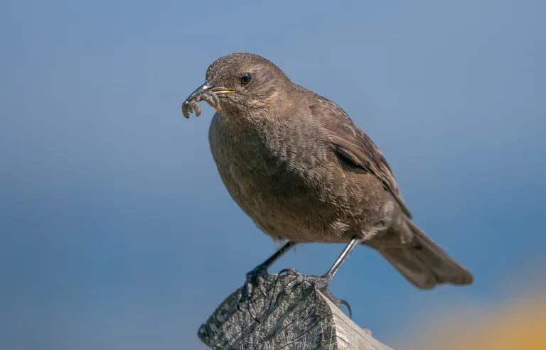 Blackish Cinclodes / Tussock Bird