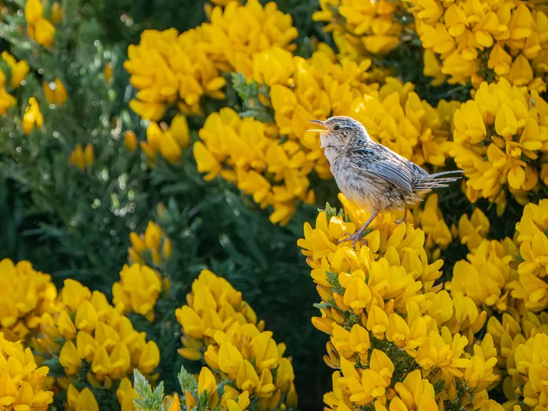 Falklands Grass Wren