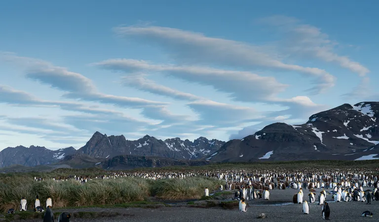 King Penguin