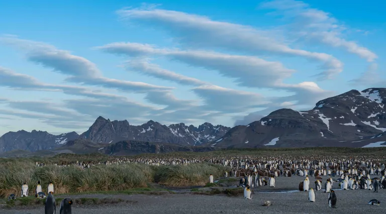 South Georgia, King Penguin colony