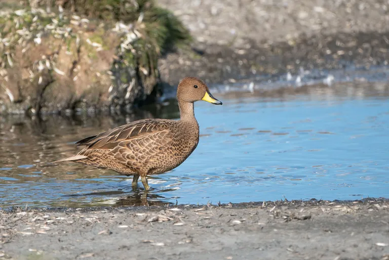 South Georgia Pintail