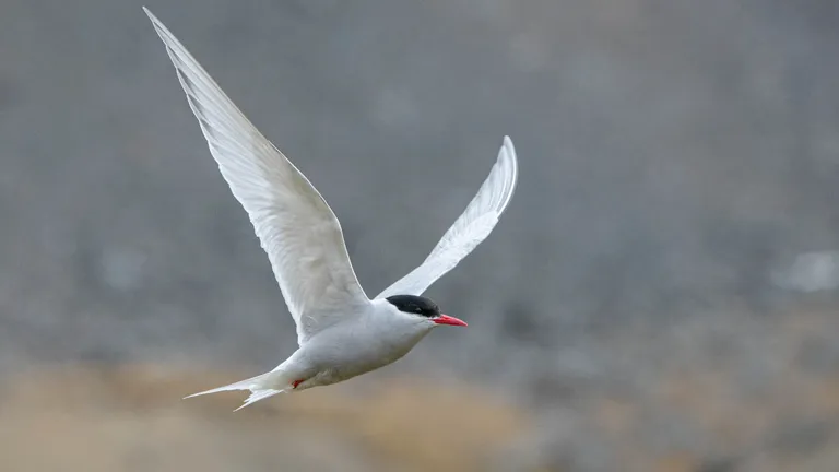 Antarctic Tern, Grytviken, South Georgia