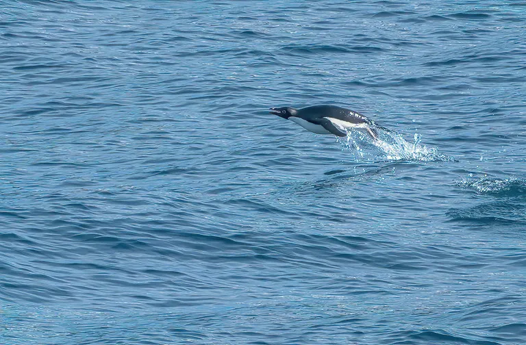 Adélie Penguin