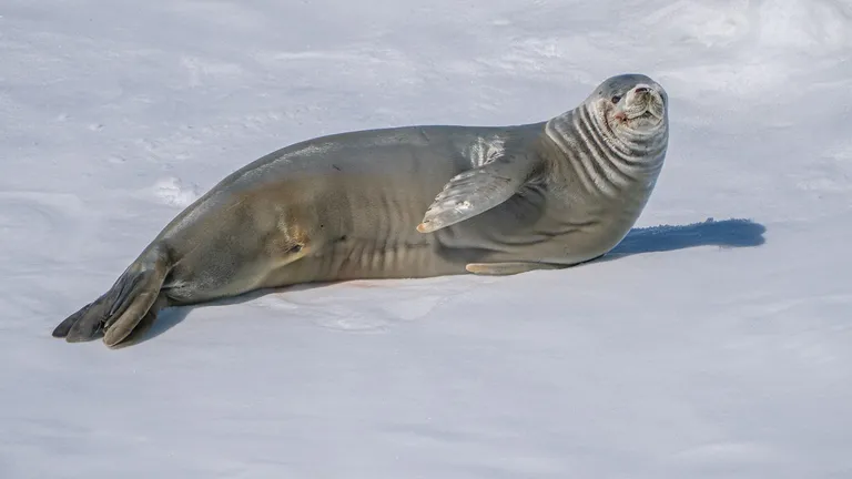 Crabeater Seal