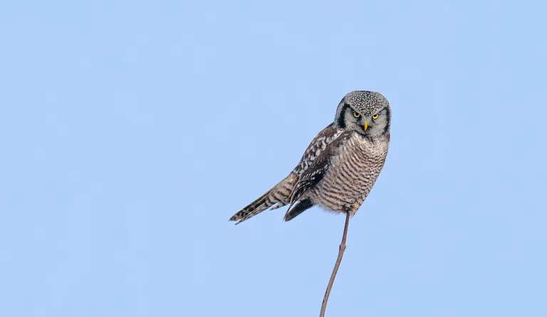 Northern Hawk Owl