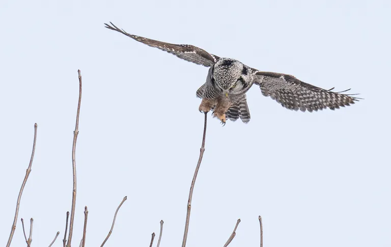 Northern Hawk Owl